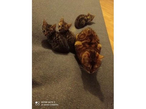 Bengal kedisi yavruları