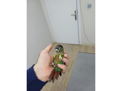 Greenchek konur papağanı