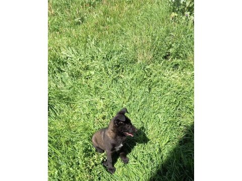 A kalite arayana full aşılı erkek malinois yavru