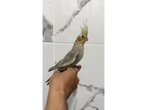Sultan papağanı sahiplendirilecek kuşumuz