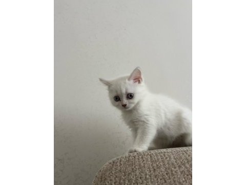 50 günlük blue point dişi british shorthair