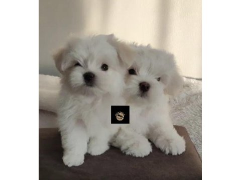 Pets world güvencesi ile maltese yavrularımız