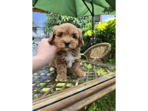 Küt burun turuncu renk maltipoo yavrular