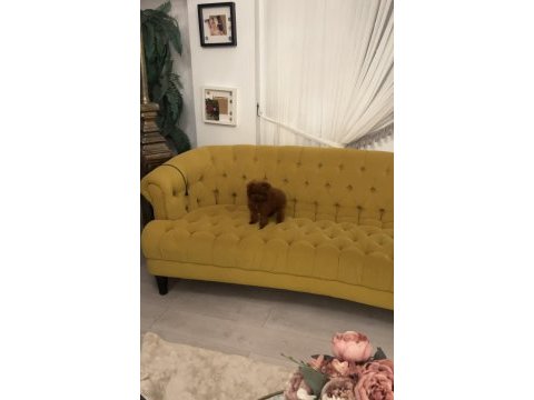 Koreden teacup dişi poodle yavrumuz