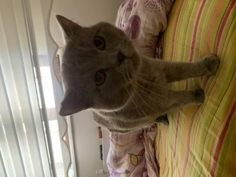 9 aylık british shorthair