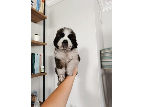 Güzel st bernard bebeğimiz