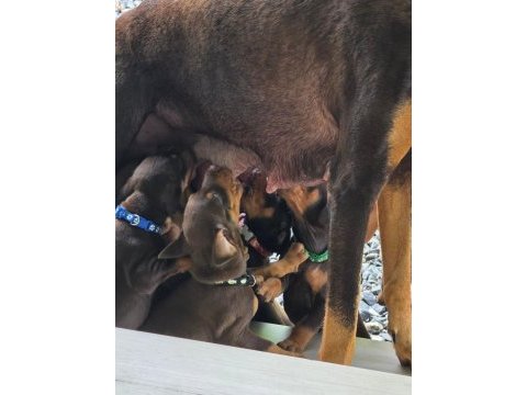 %100 orjinal doberman yavrular kredi kartı geçerlidir