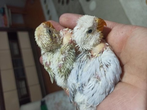 Uygun sevda papağanı bulunur