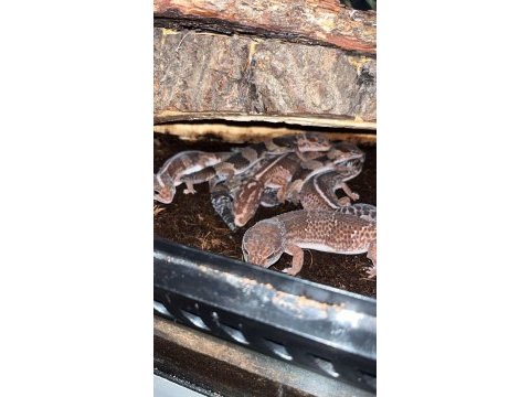 Africa fat tail gecko yasal belgeli çipli
