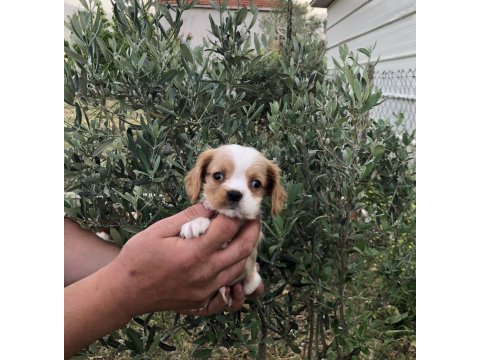 Aşılı garantili cavalier king charles bebeklerimiz