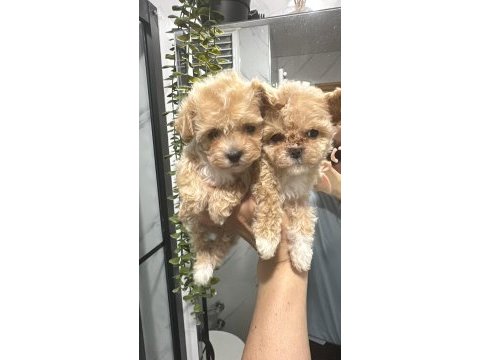 Toy poodle maltipoo bebekler