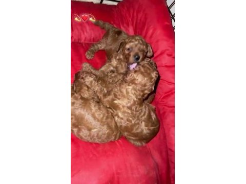 Toy poodle köpeğimiz