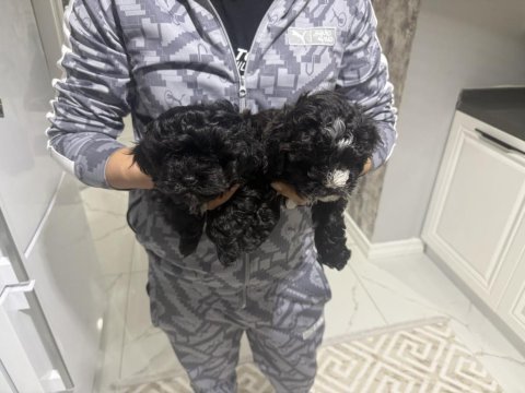 Maltipoo yavruları 2 aylık