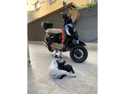 French bulldog karneli