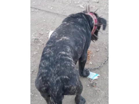 Erkek italyan mastiff (cane corso) 7 aylık safkan