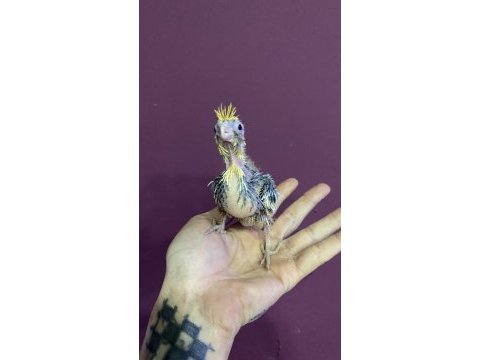 El besleme full evcil sultan papağanı bebekleri
