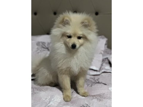 5 aylık pomeranian boo