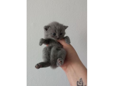 British shorthair bebekler - erkek ve dişi