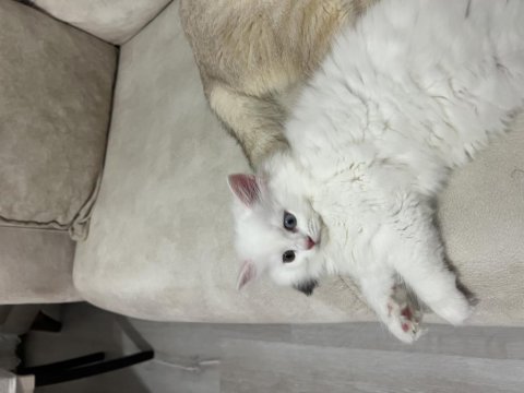 British longhair ve shorthair erkek ve dişi yavrular