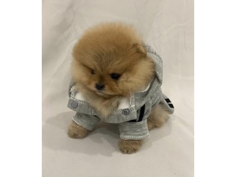 Mükemmel ayı surat pomeranian boo
