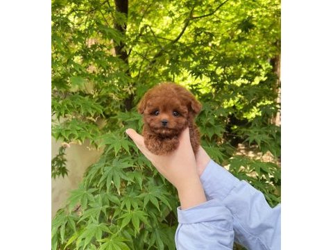 Safkan toy poodle yavrularımız