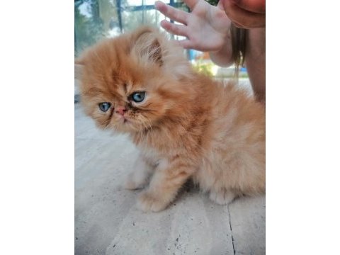 13 mayıs doğumlu iki erkek yavru persian
