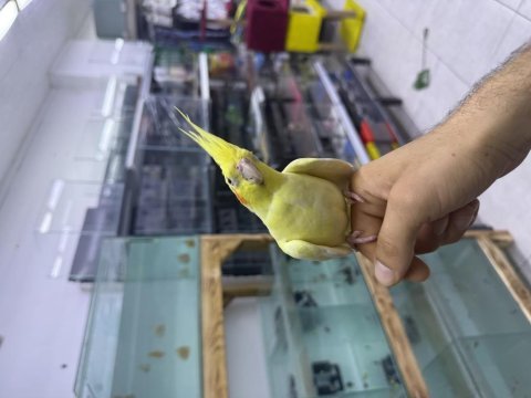 Lutino sultan papağanı evcil ele alışkın