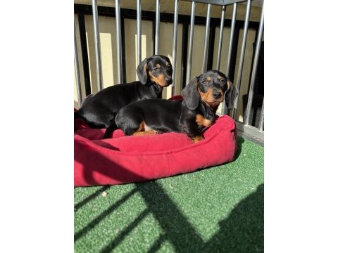 Kaliteli dachshund yavrularımız