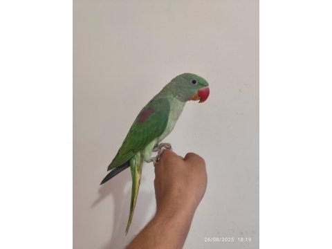 Full evcil yavru alexander papağanı