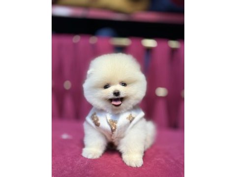 Miço ırk garantili pomeranian