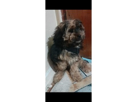 Morkie bebeğimiz teslime hazır