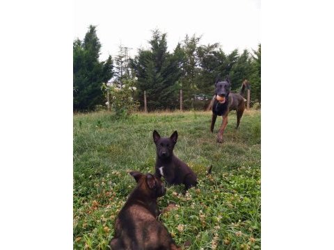 A+ kalite safkan malinois yavruları