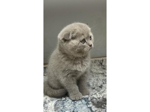 Minik scottish fold bebekler