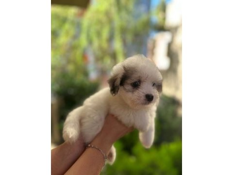 60 günlük orjinal maltese terrier