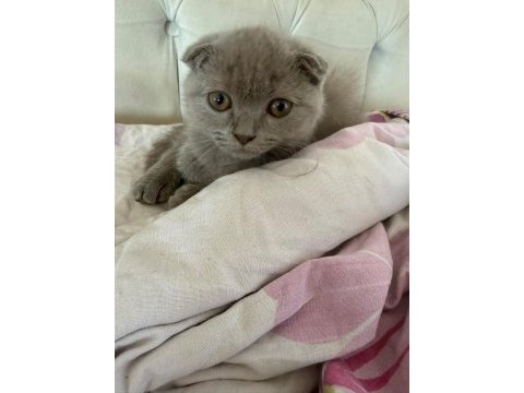 Tatlış bebek kedimiz