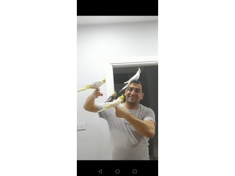 Sağlıklı ev beslemesi yavru sultan papağanlar