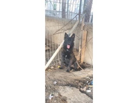 Belçika terworen yavruları 5 aylık