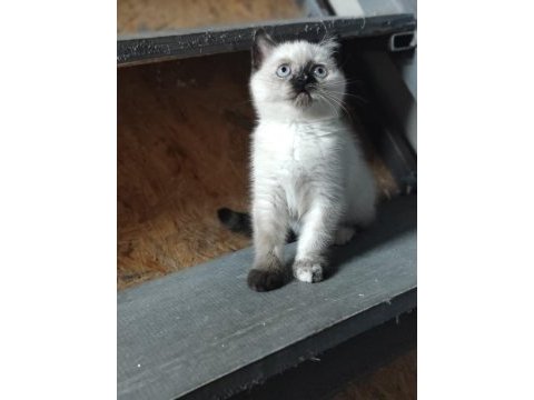 Blue point yavru british longhair