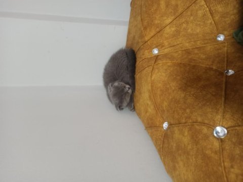 2.5 aylık safkan orjinal dişi scottish fold