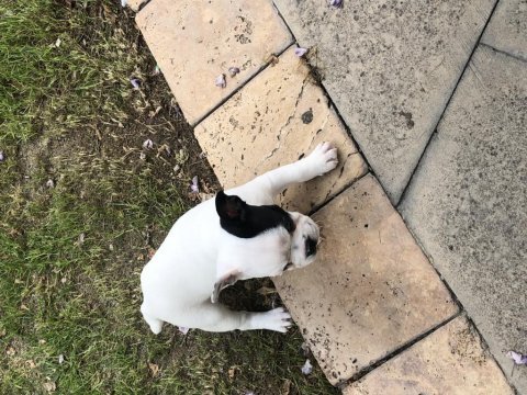3 aylık maskeli french bulldog