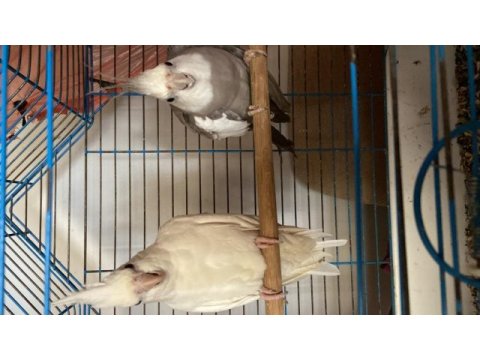 Albino wifi sultan papağanı