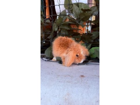 Garantılı hollanda teddy lop tavşanlar