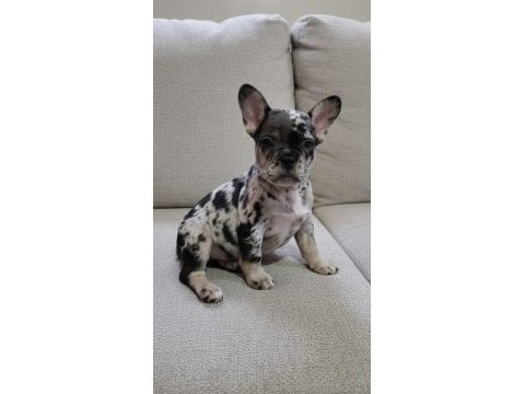 Exotic ve taşıyıcı harika french bulldog bebekler