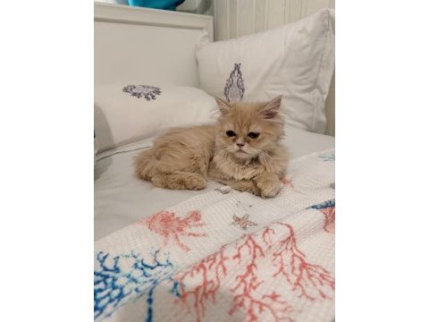 4 aylık safkan chinchilla erkek malzemeleri ile elden