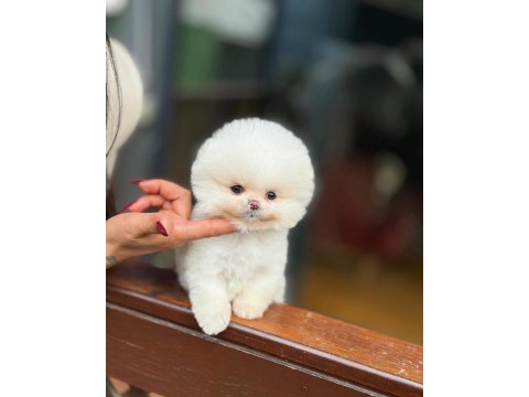 Teddy bear pomeranian boo