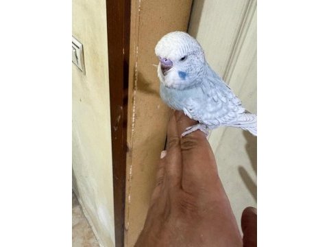 36 günlük jumbo erkek bebek muhabbet kuşu