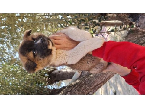 Son akita inu yavrumuz