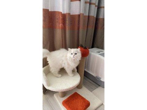 3 yaşında kedimizi sahiplendirme