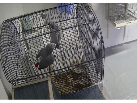 Jako papağanı takım
