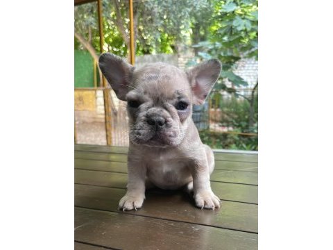 Egzotik french bulldog dişi ve erkek